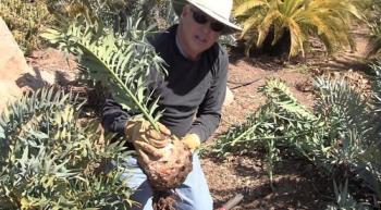Step by Step Cycad Pup Removal on DVD